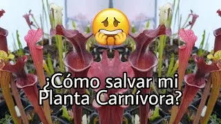 ¿Cómo recuperar mis plantas carnívoras? - Salvando nuestras plantas