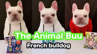 The Animal Buu Compilation | the most Fuuny collection210 #theanimalbuu #dogsofyoutube
