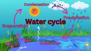 water cycle / water cycle for kids