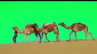 Free No Copyright Camel Green Screen 2