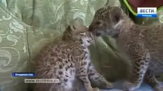 Думали, что домашний. В Приморье спасли краснокнижного лесного кота