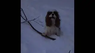Любимые игрушки
