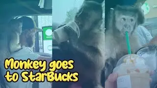 Gaitlyn Rae Gets A Monk-Chino From Starbucks Drive Thru