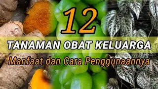 Temukan 12 Tanaman Ob4t Keluarga: Khasiat dan Cara Penggunaannya
