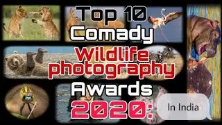 Top 10 Comedy Wildlife Photography Awards 2020: The Most Hilarious Entries So Far || In India.