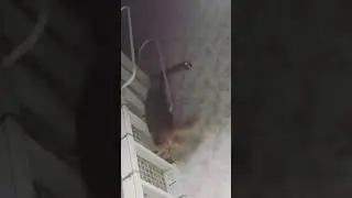 Кот кенгуру
