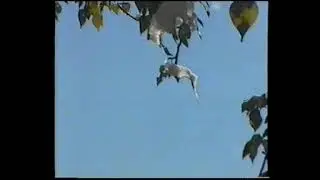 Чита. Украинский бульвар. Осень и снегопад. 2 часть