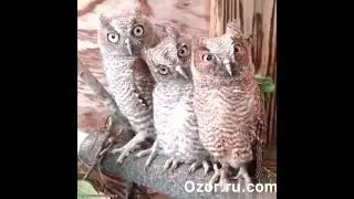 Ох математика