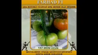 FARHAD F1