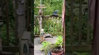 Raccoon Playtime after snacks. Peanut Butter Club Diary