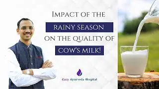 Can cow milk change with the seasons? Cow milk and climate change| Ayurveda on cow milk