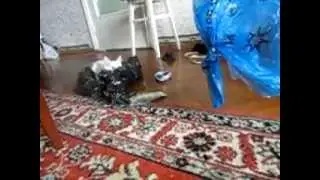 Cat vs. Aphex Twin / SloooowMotion 240p