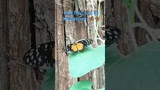 alle foto,s in de vlindertuin🦋