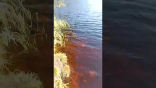 были на рыбалка #рыбалка #carpfish