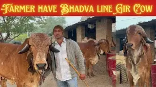 Farmer have Bhadvaline Gir Cow #kamdhenu #cow #new #cowfarm