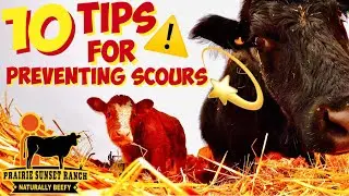 [10 TIPS] for Cattle Ranchers to prevent SCOURS in beef CATTLE & newborn CALVES 🐮