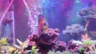 DIY Co2 Aquascape dengan discus yang menari nari