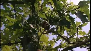 Aus dem Leben einer Eiche