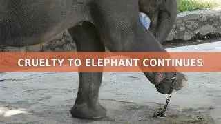 Cruelty to elephant continues