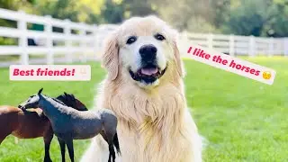 Golden retriever's cute daily life - Part 6 - My dog visits a horse ranch!