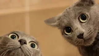FUNNY CAT'S FROM TIKTOK