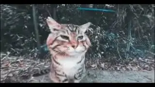 Фон с котом пам пам пам пам пам