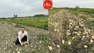 Илм билан етиштирилган картошка ҳосили