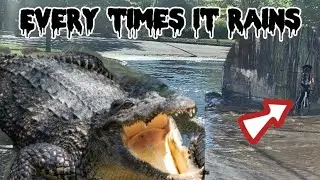 THE CROCODILE COMES OUT ANYTIME IT RAINS