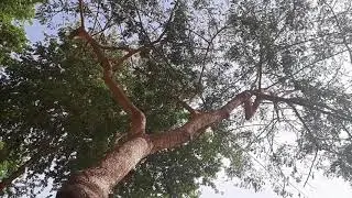 What are the words