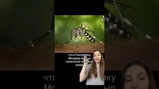 Insectele invazive ne distrug pădurile, culturile agricole și pot aduce boli tropicale