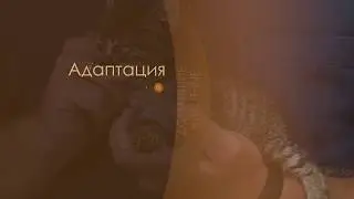 Домашние животные: Адаптация