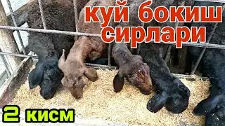 Совлик куйларни гуштга бокиш | Куй бокиш сирлари | 2 кисм | Абдуллох Атабаев