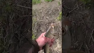 ХОРОШАЯ ПЛОТВА НА МОРМЫШКУ.                                            