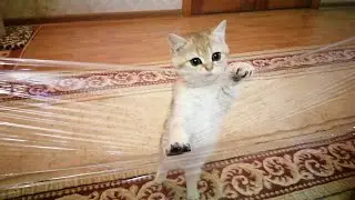 Пранк над котенком Дэя  золотая шиншилла Prank over Day's kitten  golden shishilla