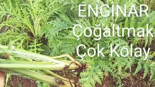 Enginar Nasıl Çoğaltılır ? Çok Kolay...