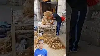 Taking care of an obedient old lion