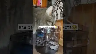 все ради любимого кота! смотри,что мы купили нашему коту! #shorts такая поилка должна быть