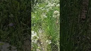 Garlic chives Allium tuberosum #herbs #garden #flowers #plants #natural