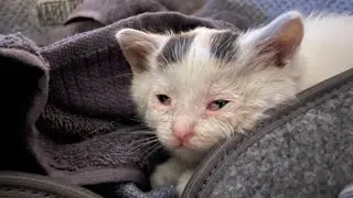 Fluffy update, as promised