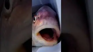 Arnold the sheepshead #fishing