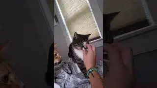 Cats obsessed with my fake nails #shorts #cat #catlover #funnycat #funnycatmeme #funny #cutecat
