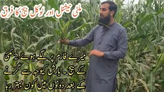 Which corn seed is best to grow |How to choose the right quality seeds |seeds comparison |IR FARM