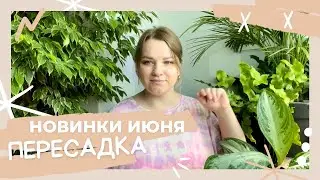 Саррацения🪰 Аглаонема🌱 🌸Новые растения в июне🚨Грибок у орхидеи?! Пересадка🪴