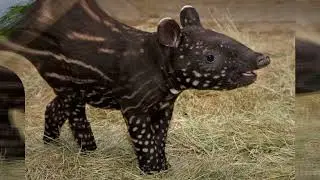 Awesome Africa