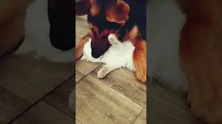 давай пошалим )))