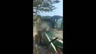 Cosecha de maiz en Tlaxmalac