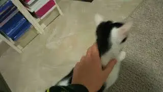 Cat Update