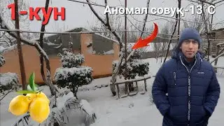 Аномал совуқ. 1-кун. Лимонарий холати. Фарғона. Қува 12 январ 2023.