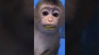 #бибизяны