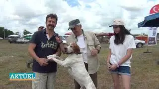 Aktüel - Samsun Çarşamba Köpek Yarışması